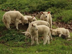 БАБХ съветва фермерите да избягват търговия с животни от Румъния и Гърция